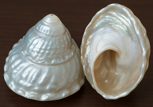 A Meaningful Gift: Fresh Flowers Paired with the Timeless Beauty of Turban Sea Shells