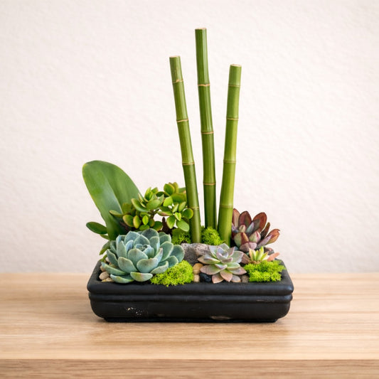 Modern succulent bamboo bowl arrangement for lobby or medical office delivery in North San Diego County