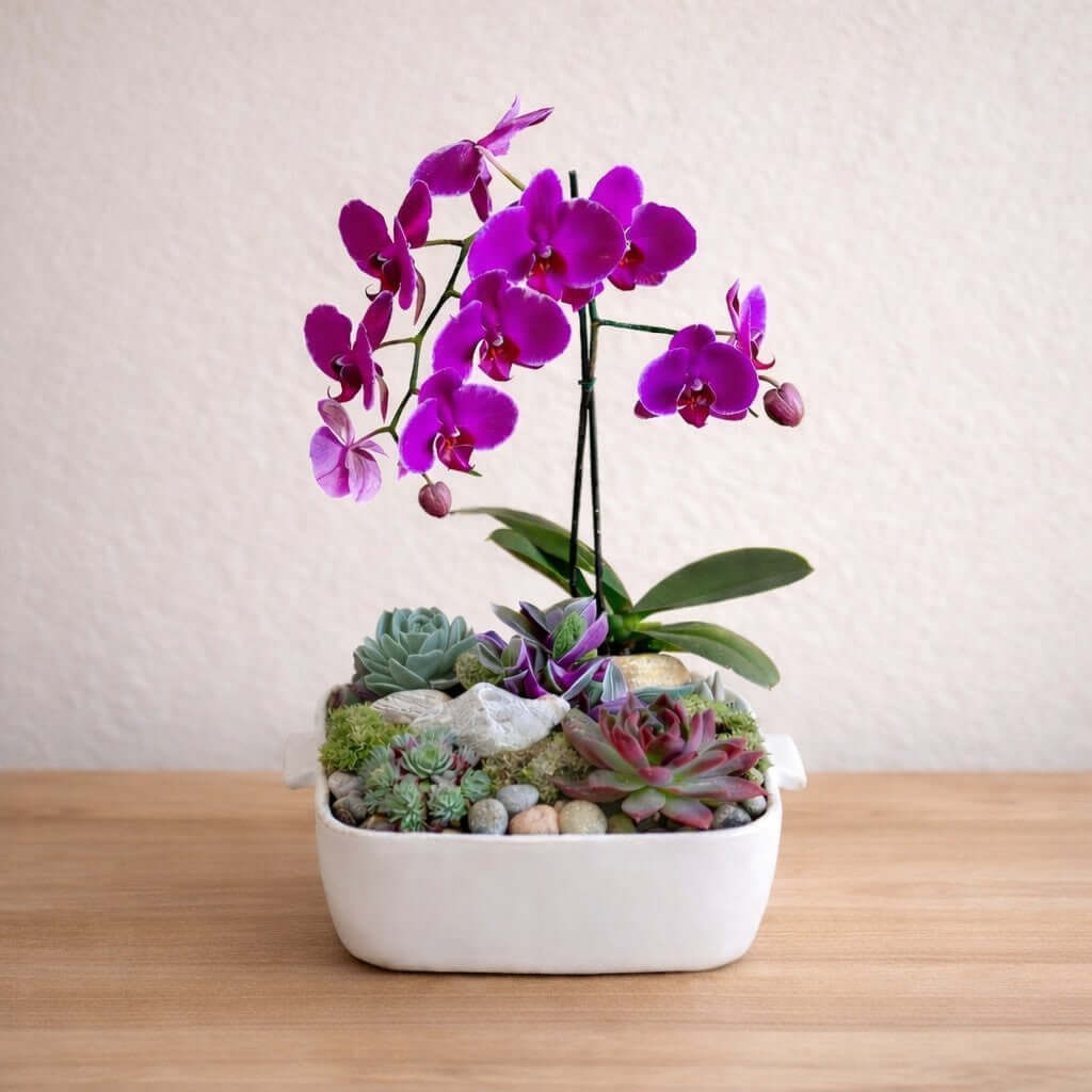 Orchid and Succulent Arrangement in a modern white dish featuring a purple orchid and assorted succulents.