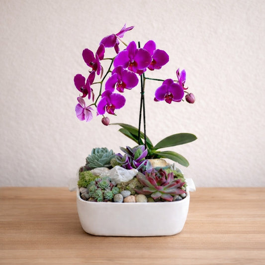 Purple orchid and succulent garden arrangement bowl – lobby and office plant delivery in San Marcos, North San Diego County