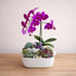 Orchid and Succulent Arrangement in a modern white dish featuring a purple orchid and assorted succulents.