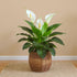 Peace lily plant with large green leaves and white blooms arranged in a woven basket on a neutral rug — Same-day flowers San Marcos.